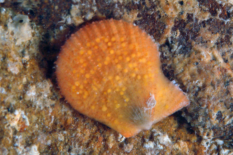 Chalmys multistriata